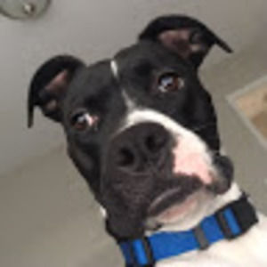 Meet your Posher, Brad